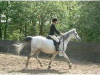 Dressage Experience picture