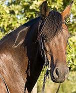 About H4A horse head