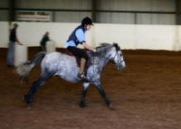 Horse riding lesson picture