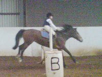 Horse riding lesson picture