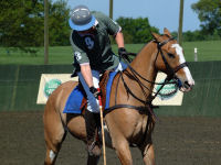 Polo Experience picture