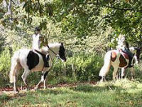 Horse riding lesson picture