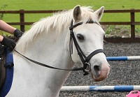 Horse riding lesson picture