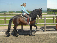 Horse riding lesson picture