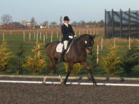 Dressage Experience picture