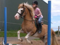 Horse riding lesson picture