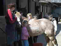 Own a pony Experience picture