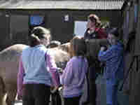 Own a pony Experience picture