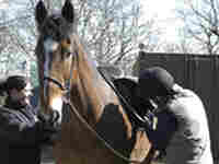 Own a pony Experience picture