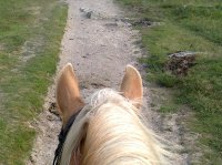 Horse riding lesson picture