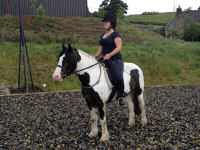 Horse riding lesson picture