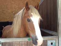 Horse riding experience picture