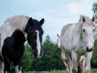 Horse riding lesson picture